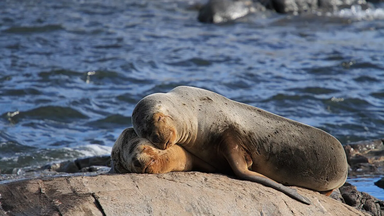 Sea Lions on a rock
