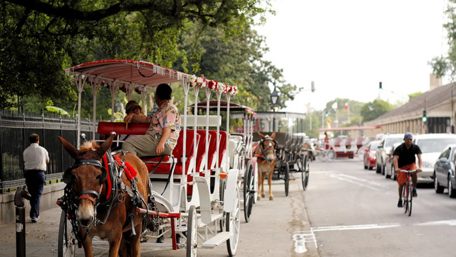 Carriage rides in New Orelans