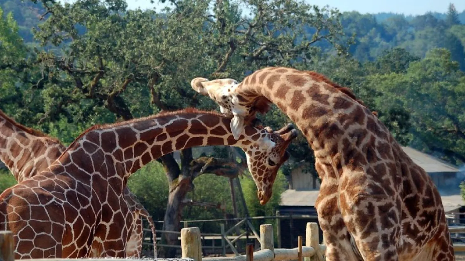 Giraffes
