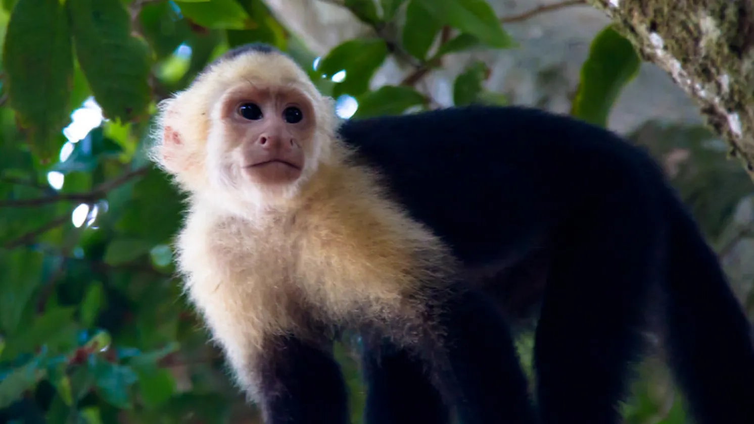 White Headed Capuchin Monkey