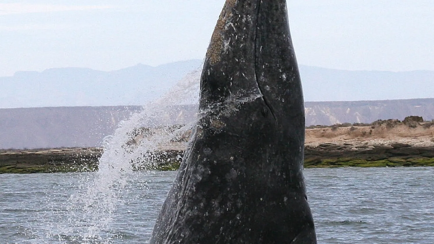 A gray whale breaching in a lagoon