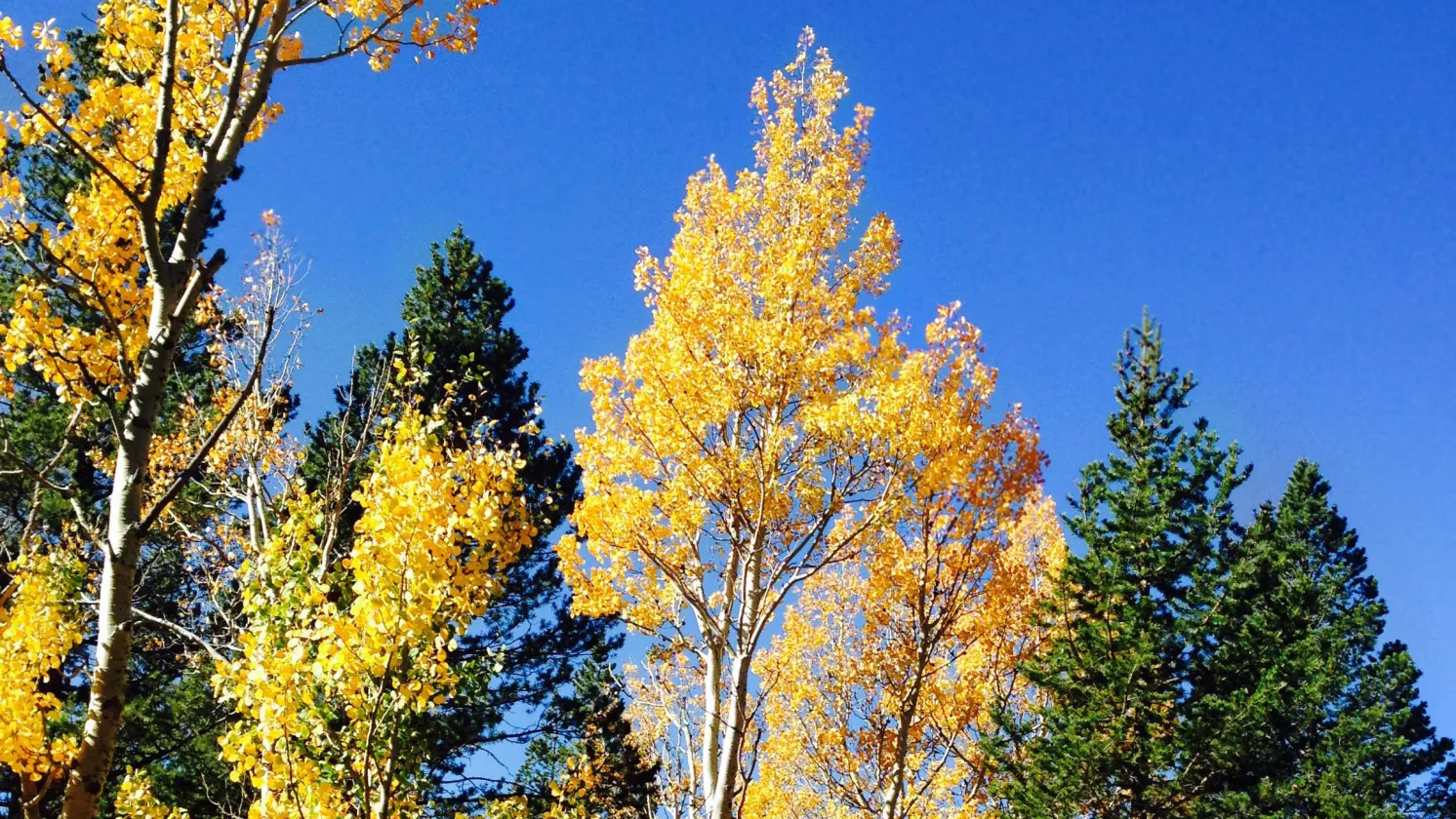 Trees