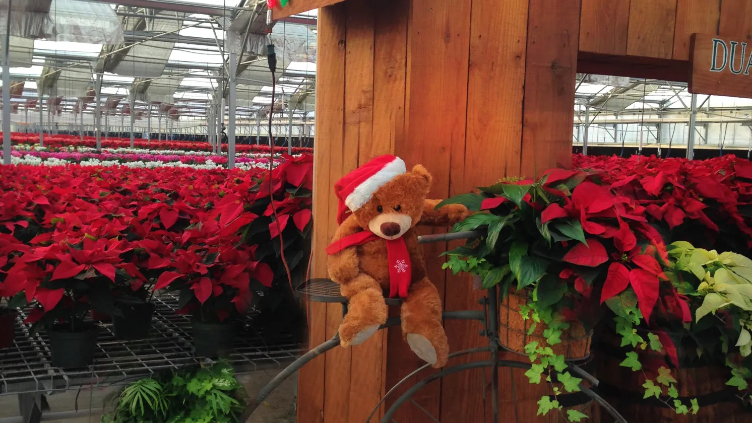 Poinsettia Farm