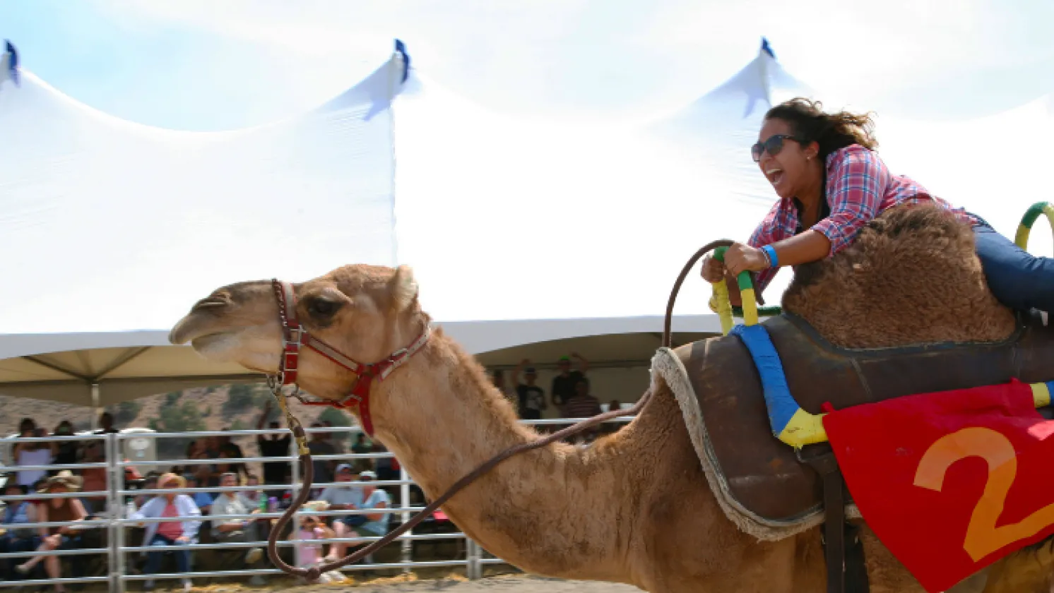 Camel racing