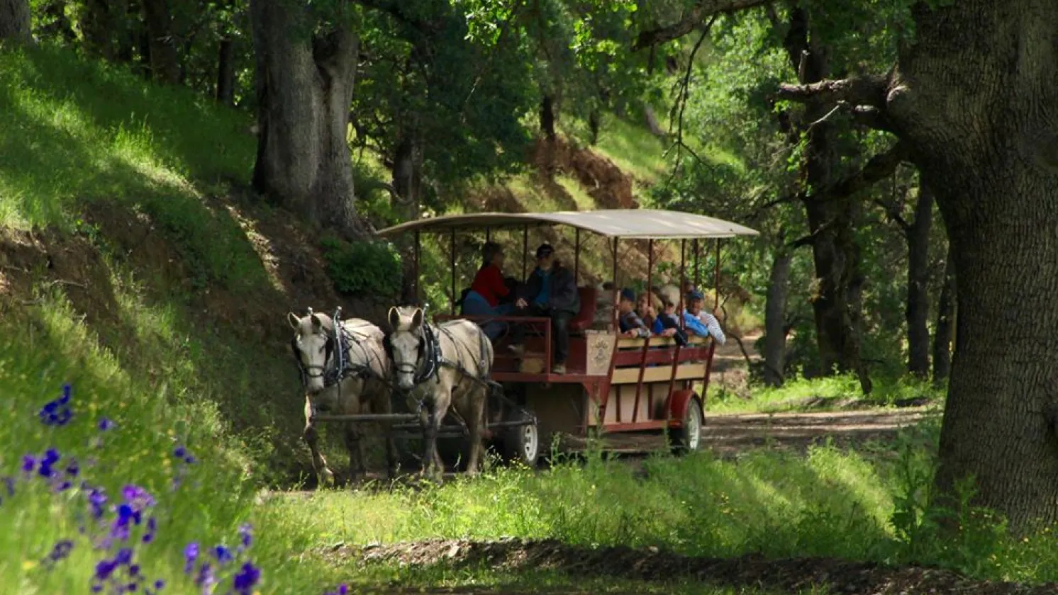 Carriage at the ranch