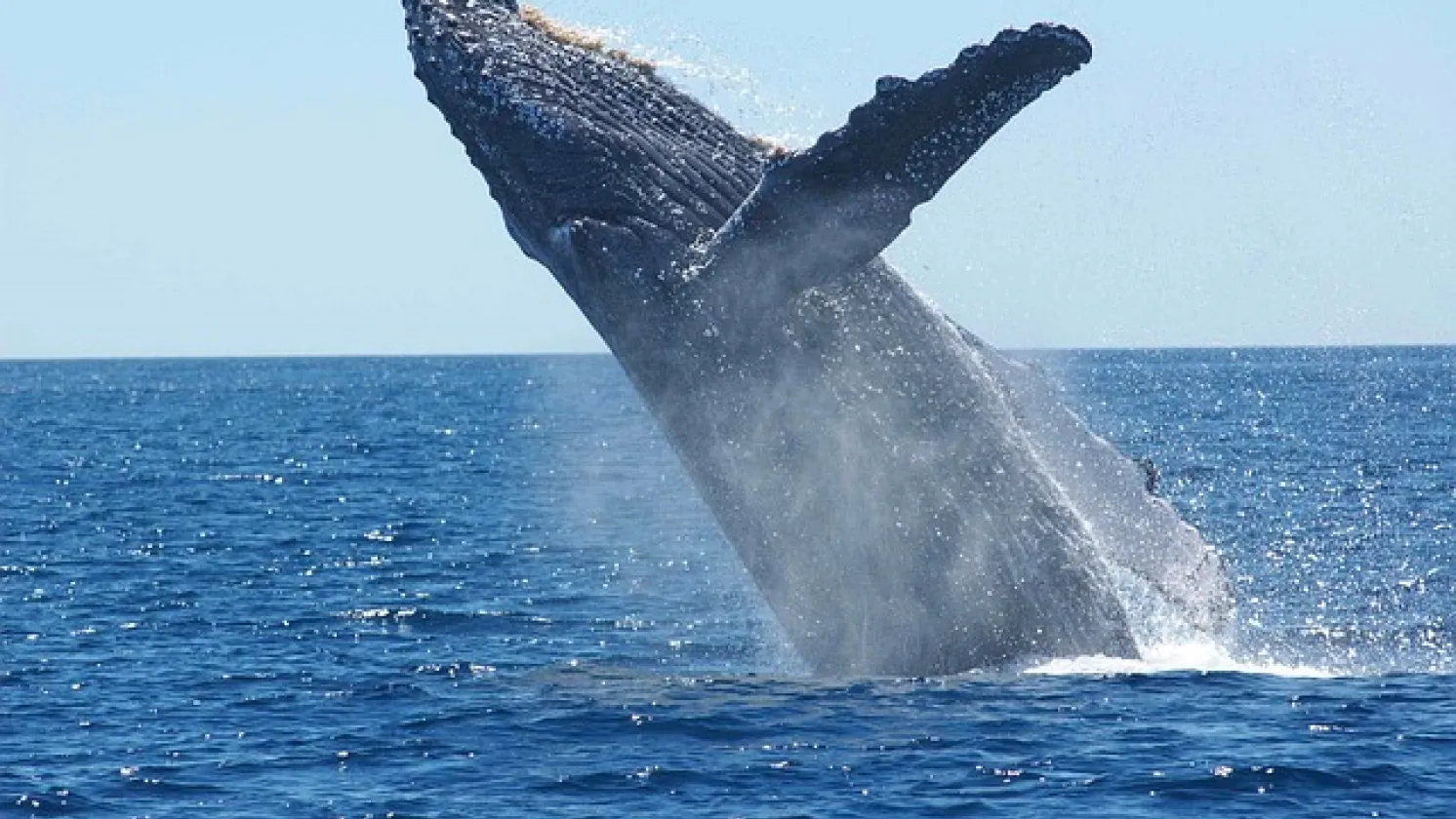 Humpback Whale
