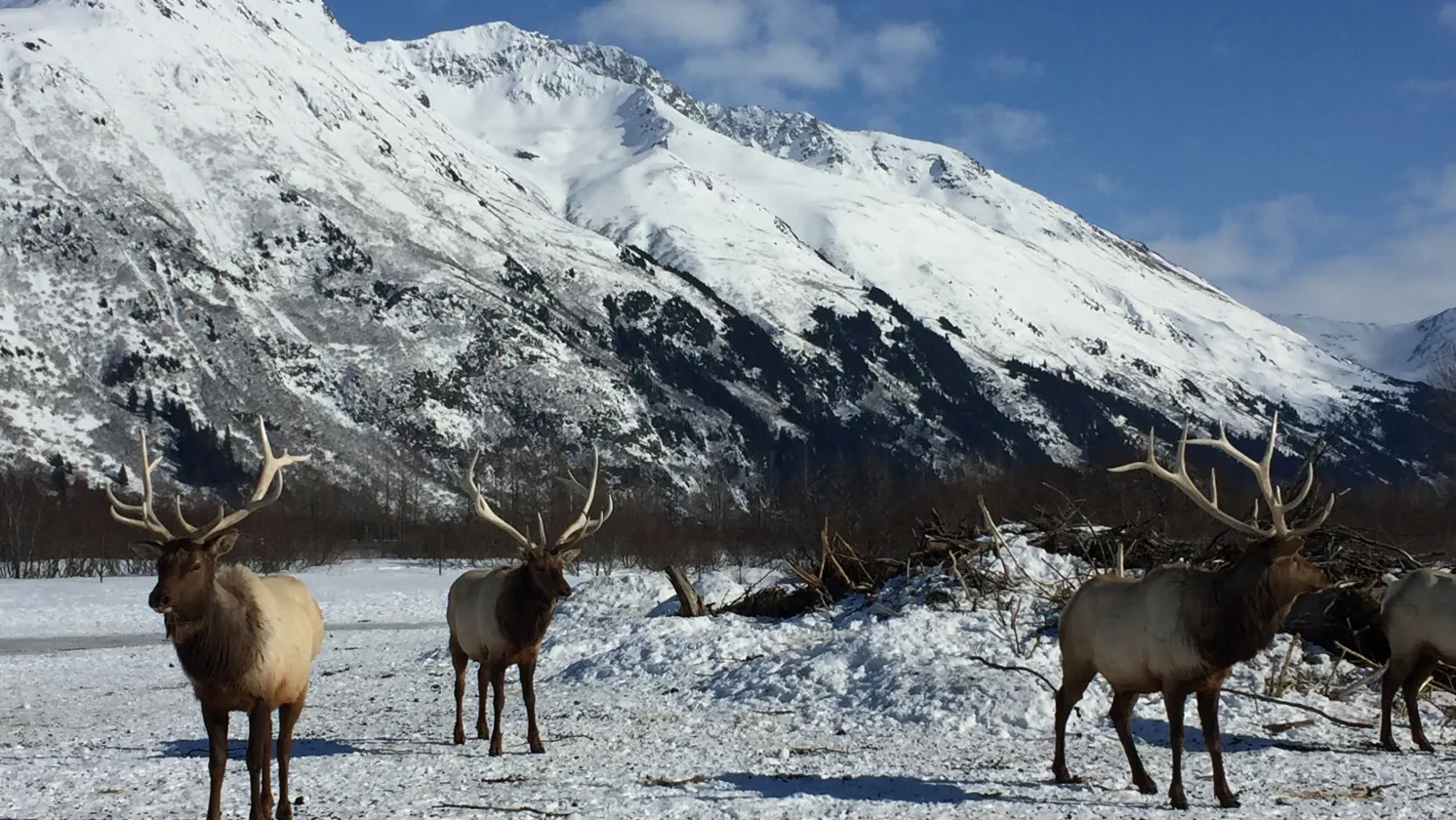 Wildlife in Alaska