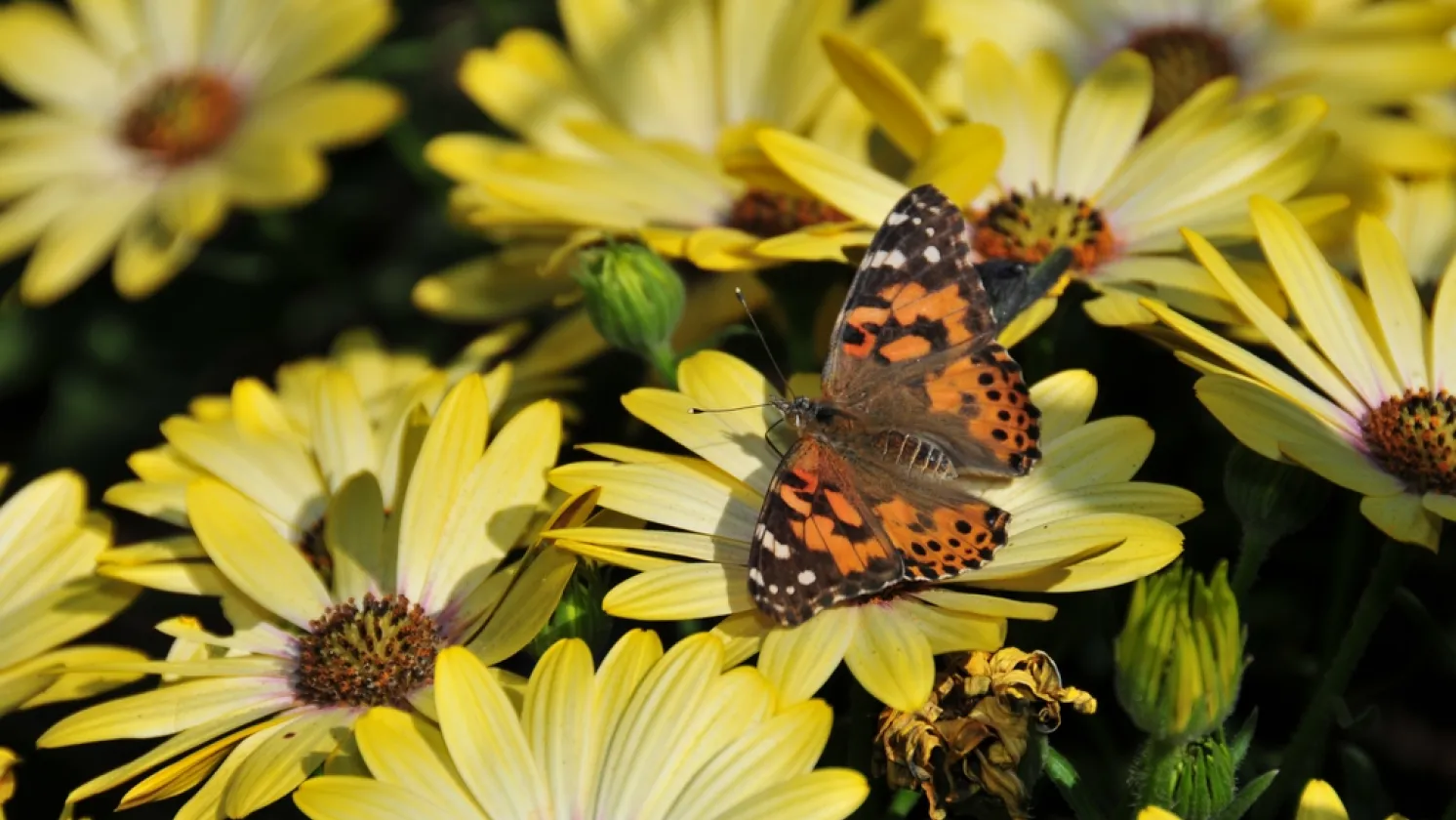Butterfly on Yellow Flower