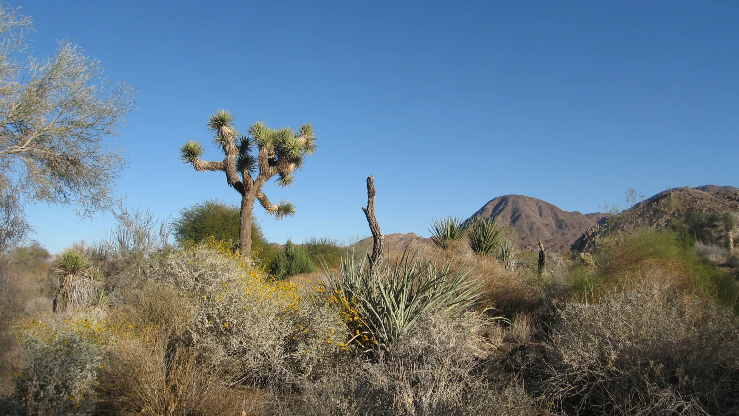 Desert Plant Life