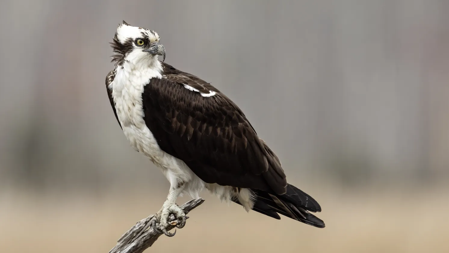 Osprey perched 