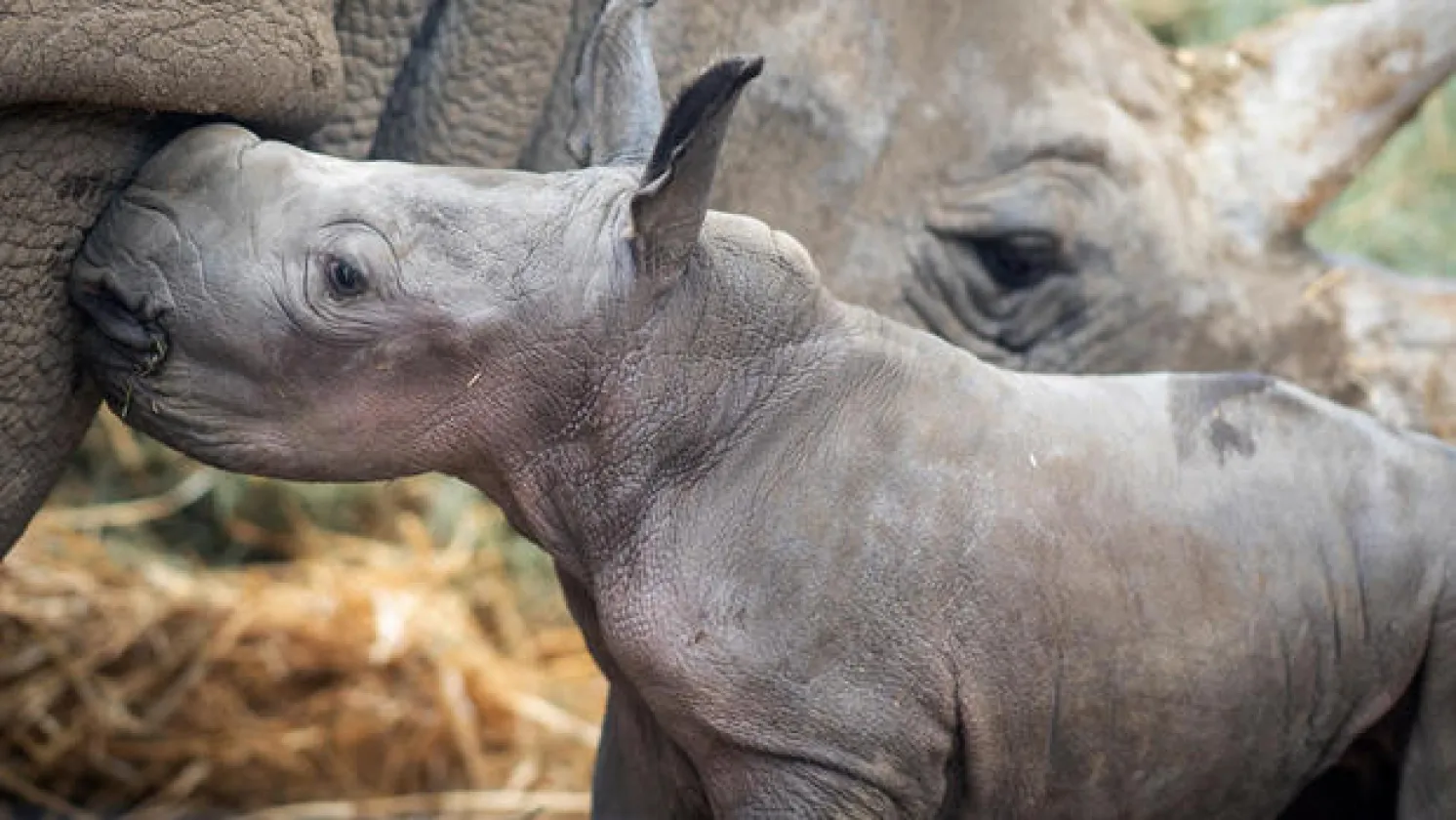 Baby rhino