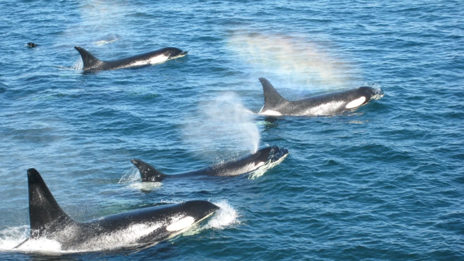 Orcas