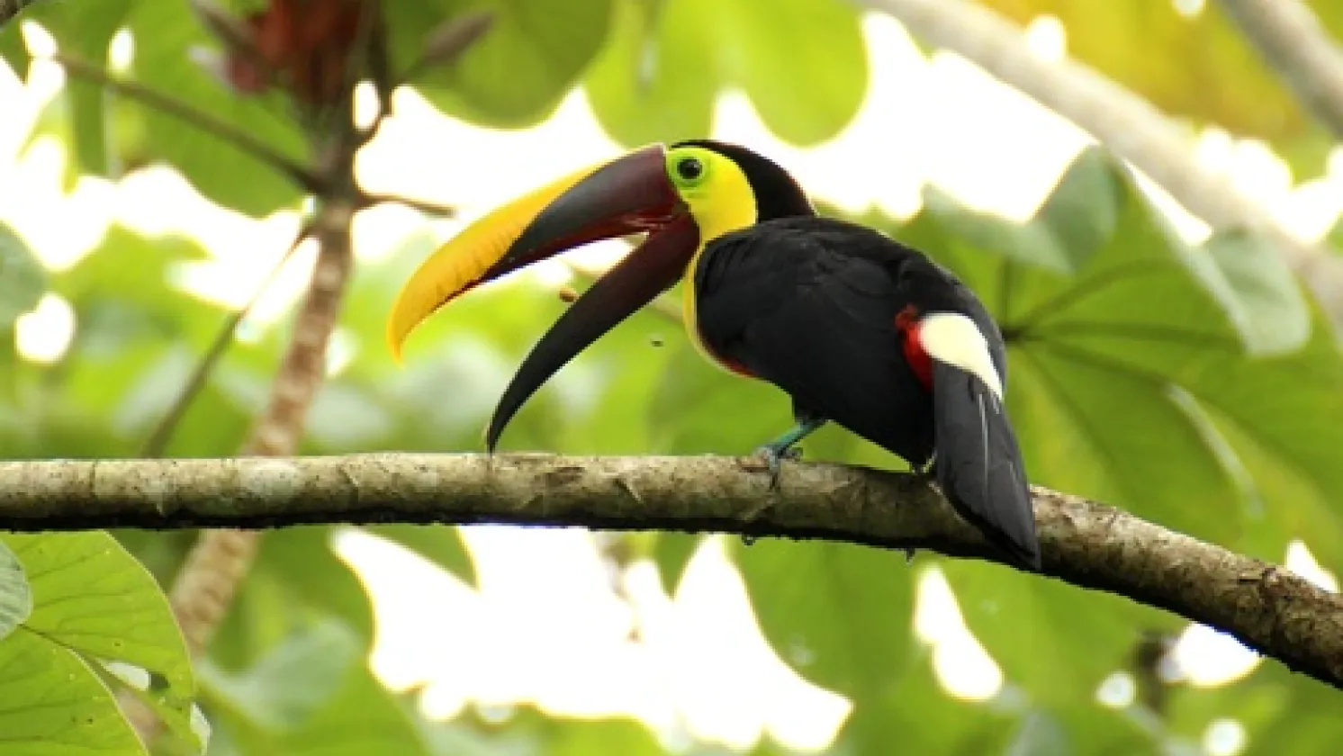 Toucan