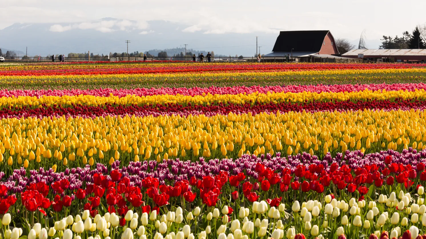Tulip Festival, Skagit Valley 2018