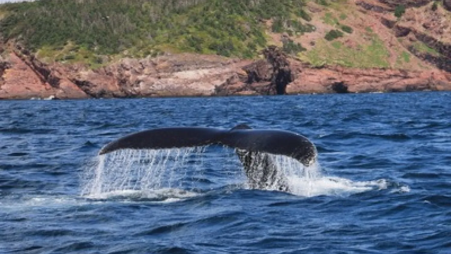 Whale