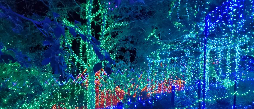 Christmas lights in trees