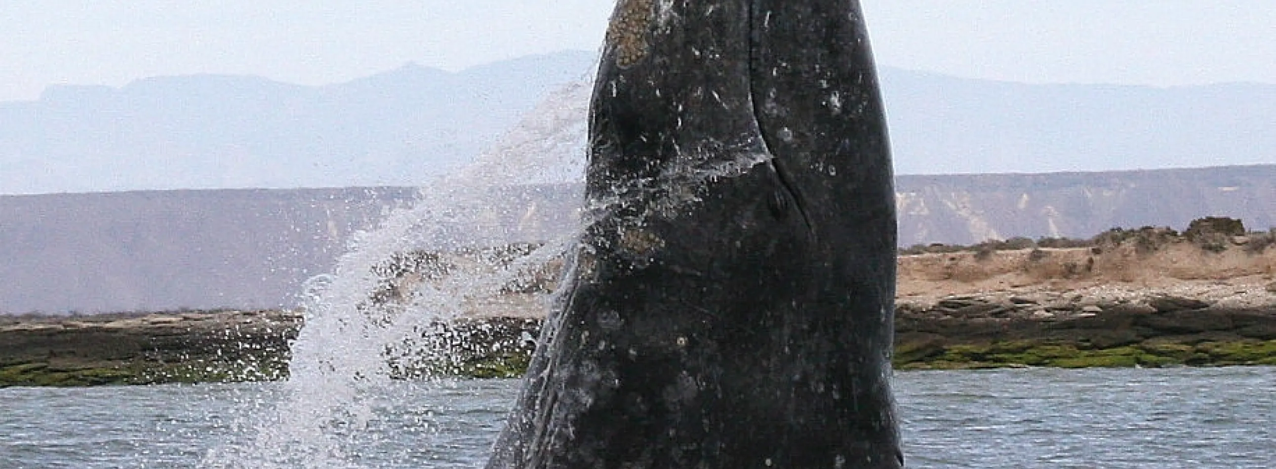 A gray whale breaching in a lagoon
