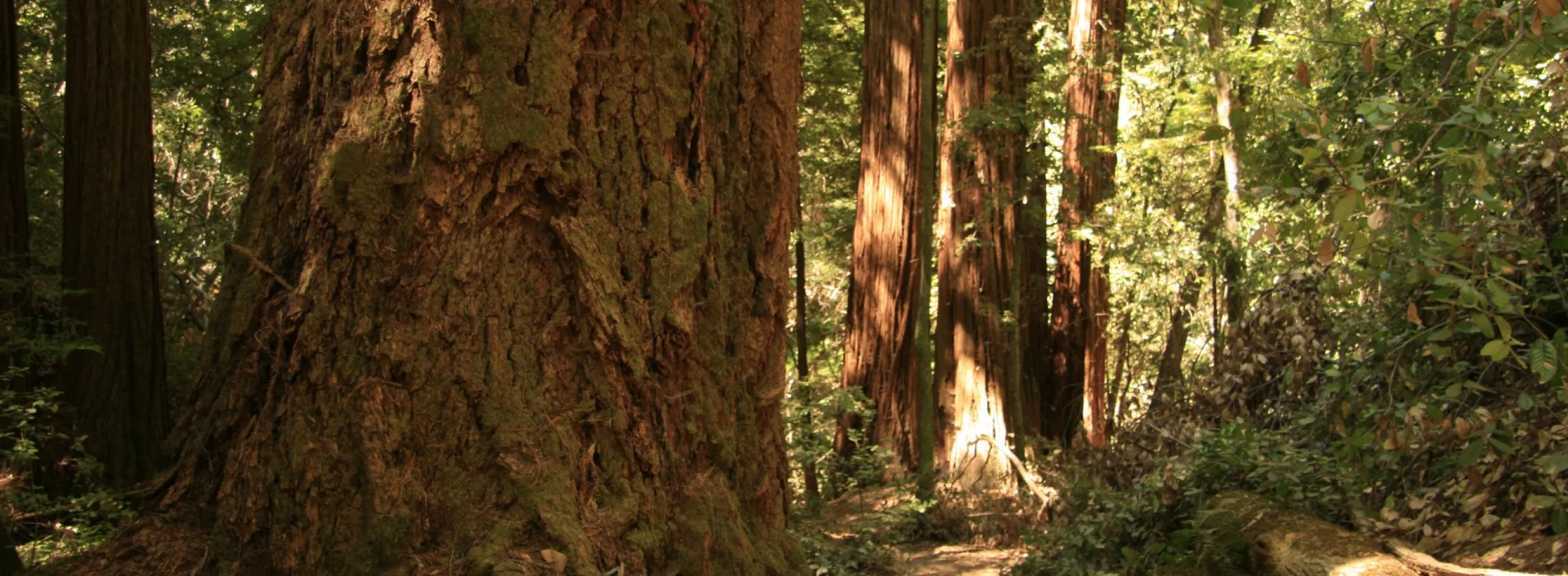 Redwoods