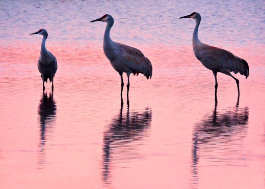 Sandhill cranes at sunset