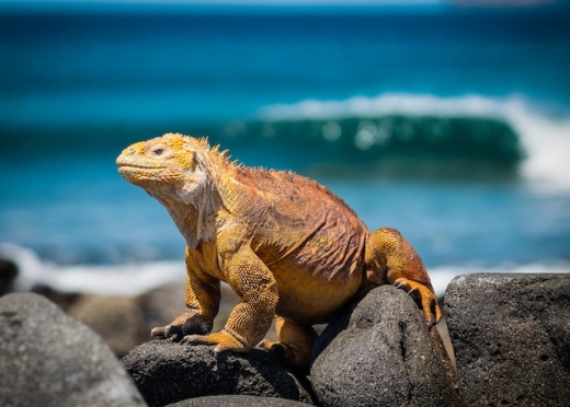 Orange Iguana Standing on Rocks