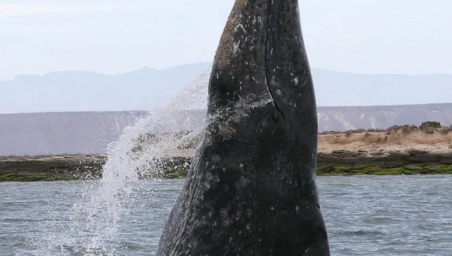 A gray whale breaching in a lagoon