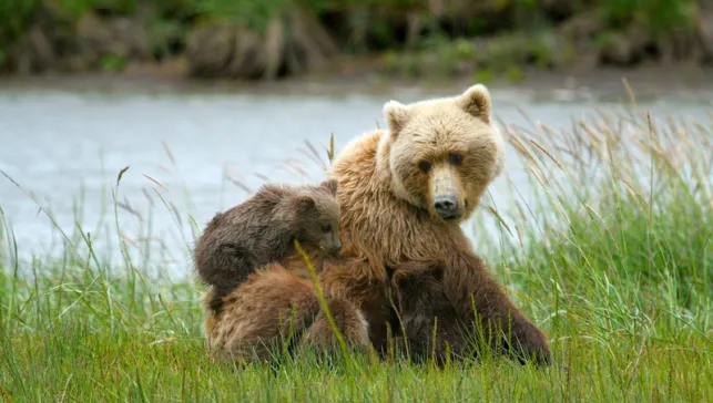 Brown bear with cubs