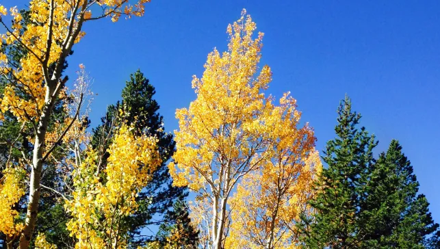 Trees