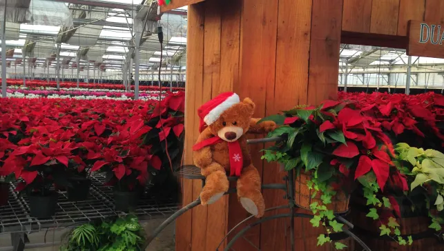 Poinsettia Farm