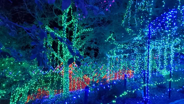 Christmas lights in trees