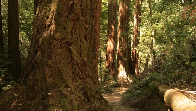 Redwoods