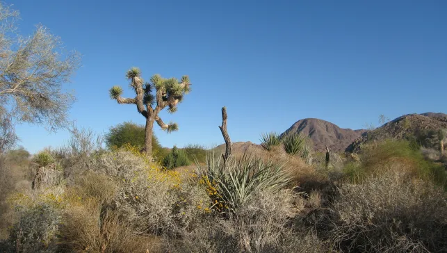 Desert Plant Life