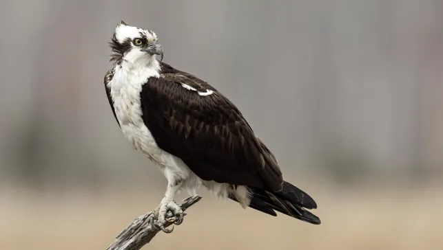 Osprey perched 