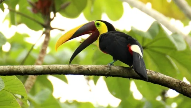 Toucan