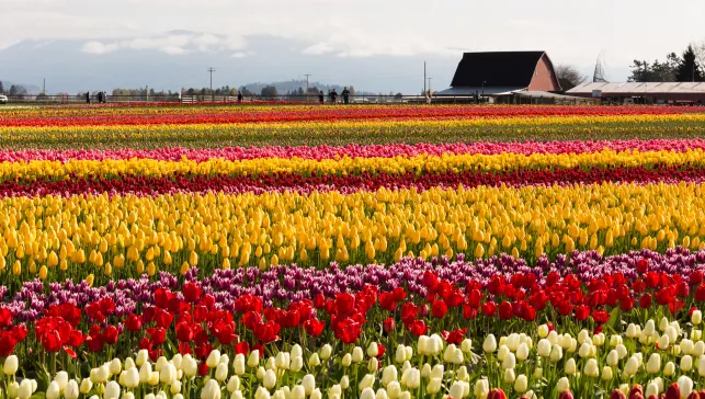 Tulip Festival, Skagit Valley 2018