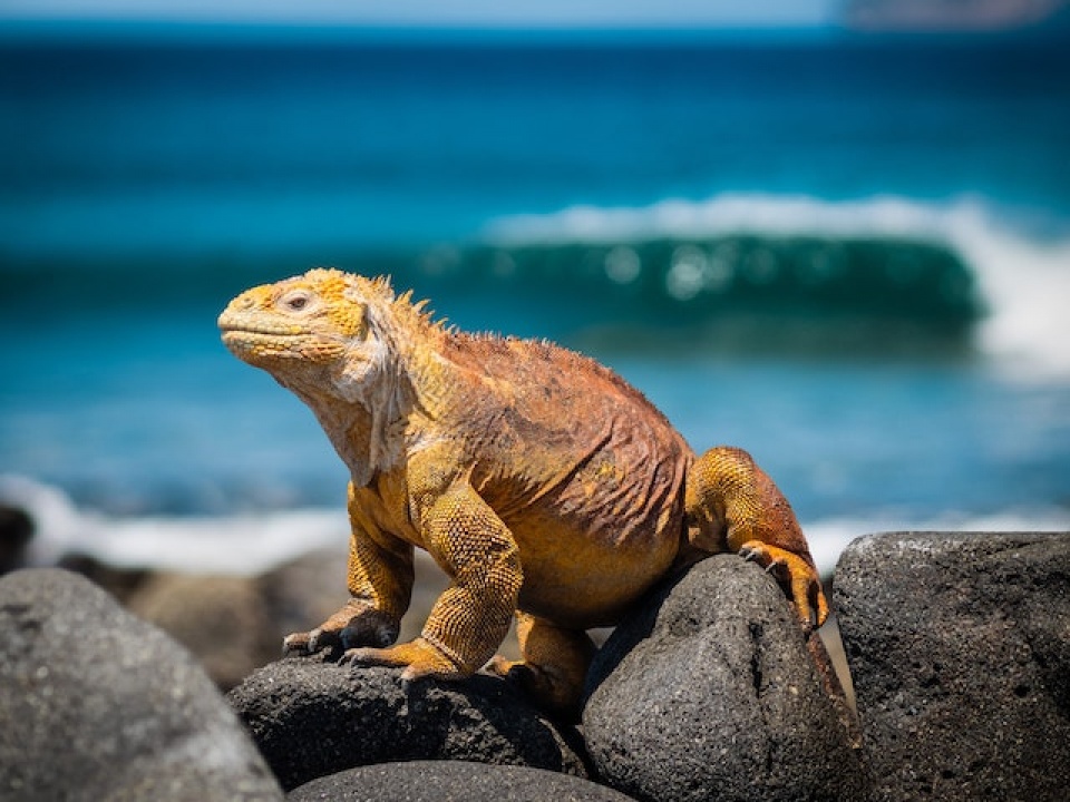 Orange Iguana Standing on Rocks